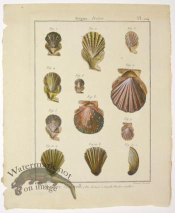 Diderot Shell 16